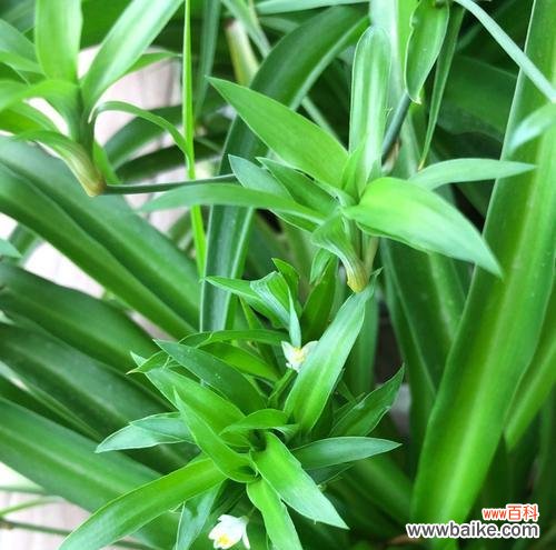 揭示宽叶吊兰的神秘之美 宽叶吊兰的花语与寓意