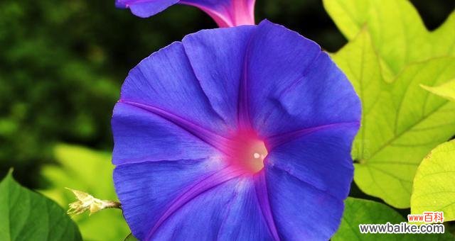 揭示蓝色牵牛花所蕴含的美好寓意 蓝色牵牛花的花语与象征意义