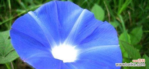 揭示蓝色牵牛花所蕴含的美好寓意 蓝色牵牛花的花语与象征意义