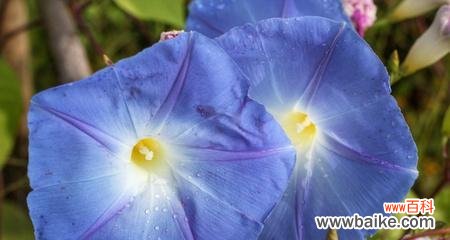 探索蓝色牵牛花在传统文化中的象征意义 蓝色牵牛花的花语与寓意