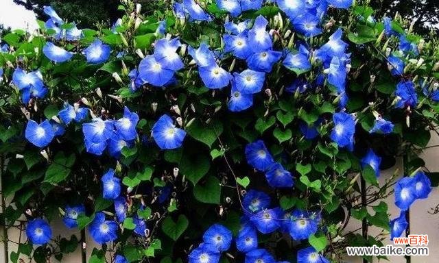 探索蓝色牵牛花在传统文化中的象征意义 蓝色牵牛花的花语与寓意