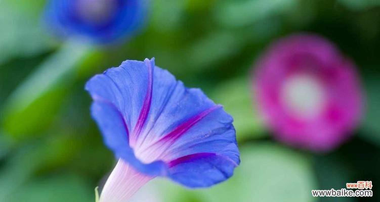 探索蓝色牵牛花在传统文化中的象征意义 蓝色牵牛花的花语与寓意