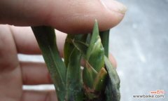 揭示兰草叶子行龙之秘 兰草叶子行龙的寓意和象征意义