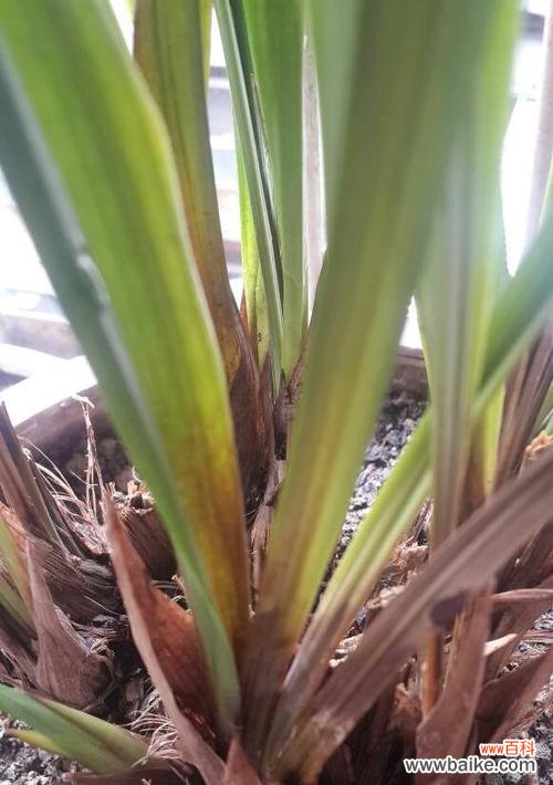 揭示兰草叶子行龙之秘 兰草叶子行龙的寓意和象征意义