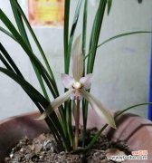 解析兰花矮品种的特点及其在园艺领域中的应用 探索兰花矮品种的意义与价值