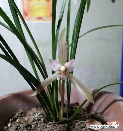 解析兰花矮品种的特点及其在园艺领域中的应用 探索兰花矮品种的意义与价值