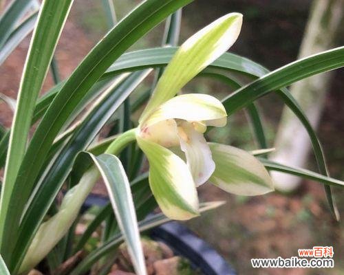 解析兰花矮品种的特点及其在园艺领域中的应用 探索兰花矮品种的意义与价值