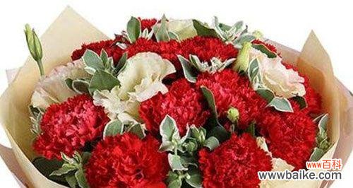 康乃馨的意义和象征以及它在不同文化中的角色 康乃馨花