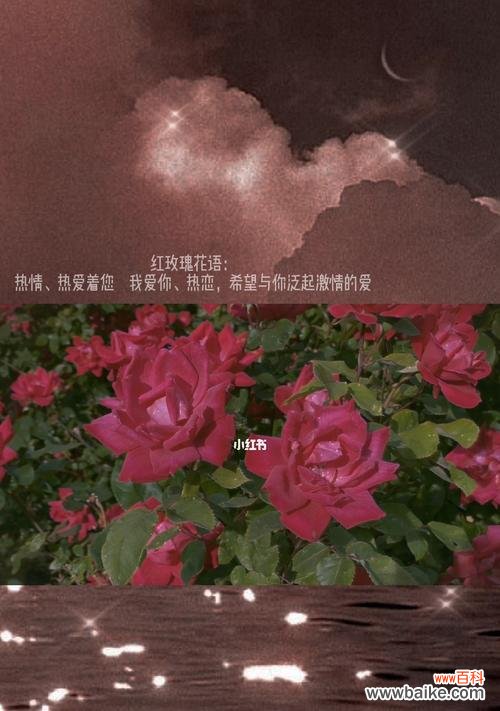 肯尼亚红玫瑰 探寻肯尼亚红玫瑰的花语之美