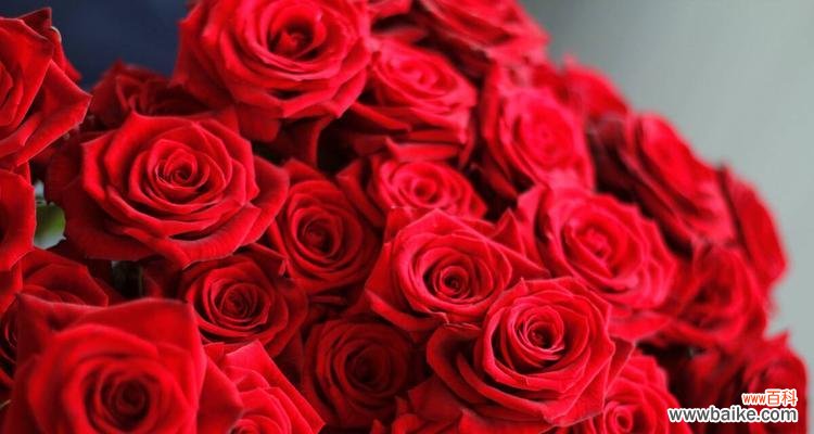 肯尼亚红玫瑰 探寻肯尼亚红玫瑰的花语之美