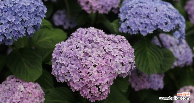 探寻蓝边八仙花的花语之美 蓝边八仙花花语