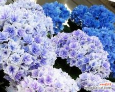 探寻蓝边八仙花的花语之美 蓝边八仙花花语