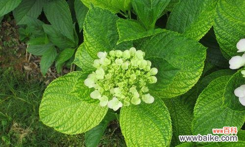 探寻蓝边八仙花的花语之美 蓝边八仙花花语