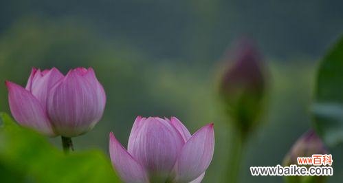 探寻蓝荷花的美与意义 蓝荷花的花语与寓意