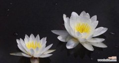 探寻蓝荷花的美与意义 蓝荷花的花语与寓意