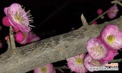 用腊梅花解读真爱 腊梅花语与爱心的力量