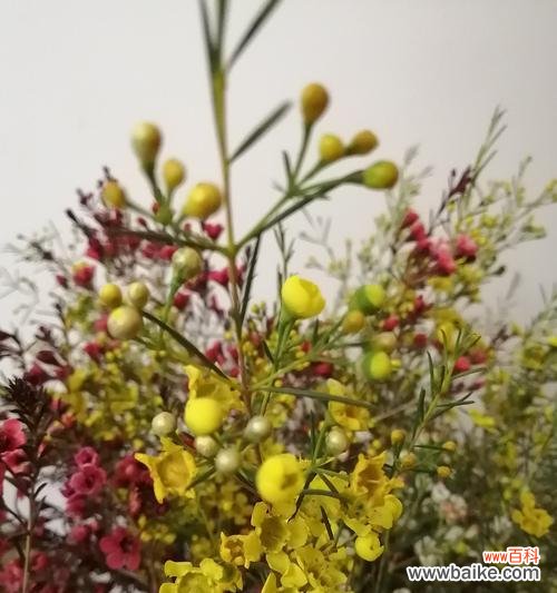 腊梅花的花语 腊梅花的花语——寒冬中的希望与坚韧