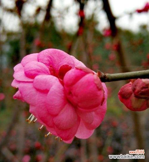 腊梅花的花语 腊梅花的花语——寒冬中的希望与坚韧