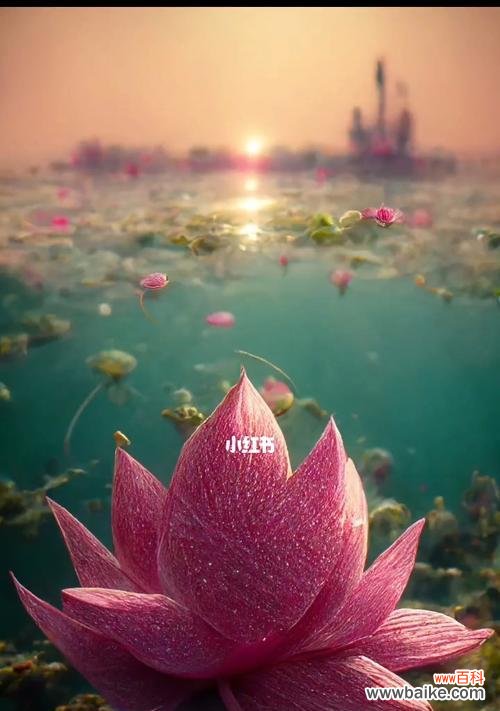 探寻蓝荷花的象征意义 蓝荷花的花语-寂静与纯洁