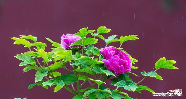 蓝牡丹的花语寓意与文化内涵 蓝牡丹花语