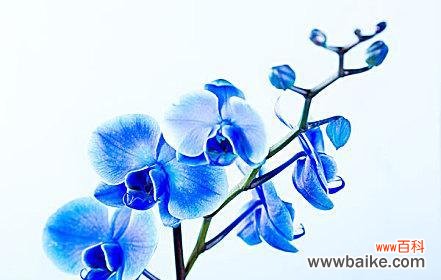 探秘蓝色兰花的传达与象征 蓝色兰花的花语与意义