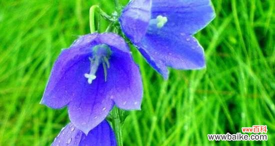 探秘蓝色兰花的传达与象征 蓝色兰花的花语与意义