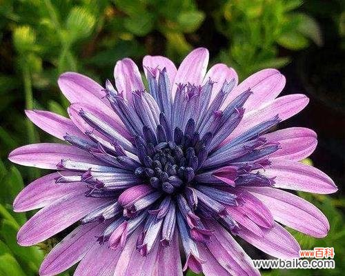 探秘蓝目菊花的神秘花语 蓝目菊花的花语与寓意