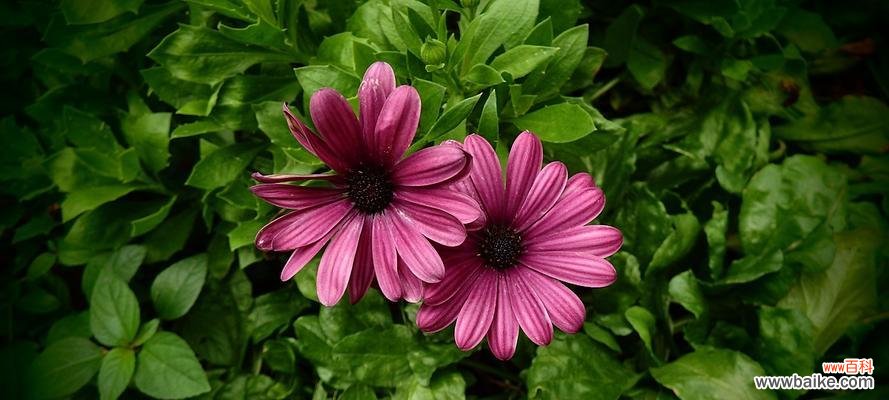 探秘蓝目菊花的神秘花语 蓝目菊花的花语与寓意