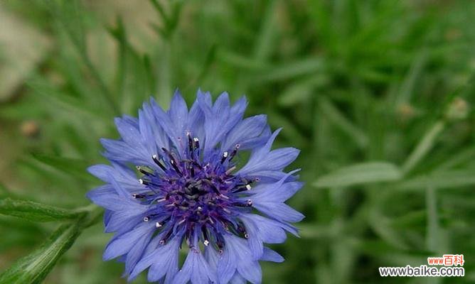 探寻蓝色翠菊的美丽之源 蓝色翠菊