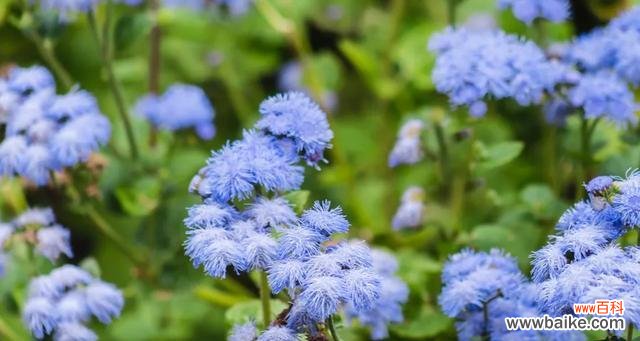 探索蓝色非洲菊花的象征与魅力 蓝色非洲菊花语