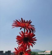 探索蓝色非洲菊花的象征与魅力 蓝色非洲菊花语