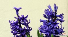 盛放在青春的记忆中 蓝色风信子的花语