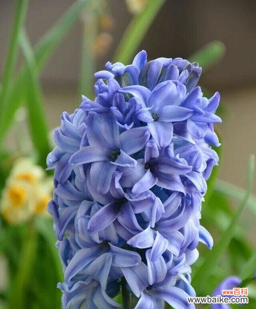 盛放在青春的记忆中 蓝色风信子的花语