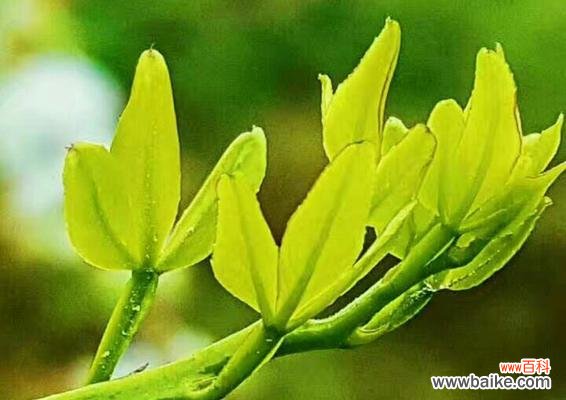 那些沐浴思念的绿意 植物之语