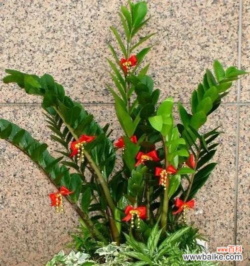 以象征事业步步高升的植物为主题的探索 事业蒸蒸日上的植物象征