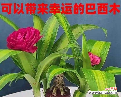 探索植物中的吉祥符号 ，幸运植物大揭秘