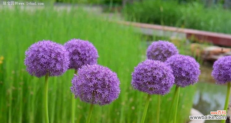 幸福植物的美丽和神奇 幸福之花-探索象征幸福的植物世界