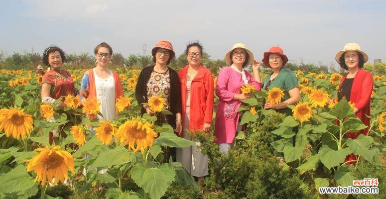 以象征友谊长存的植物为主题的探索与分享 植物中的友谊长存