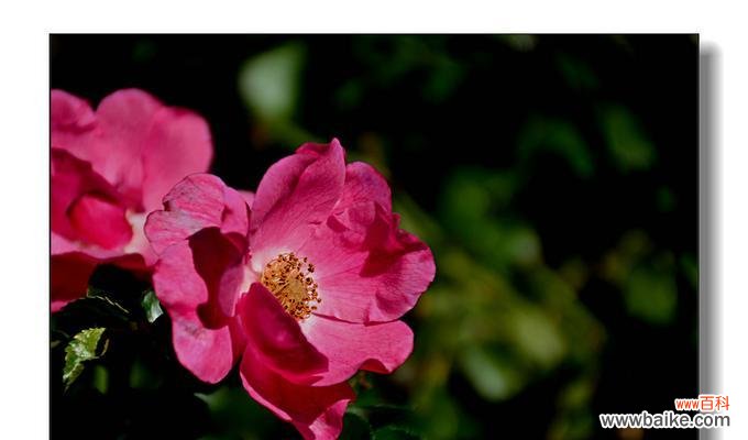 探索植物中蕴藏的友情力量 以象征友情的植物为主题的文章