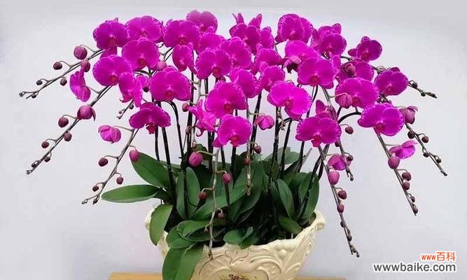 “揭示植物在人类文化中的角色与象征意义” “植物的象征意义与人类文化的交融”