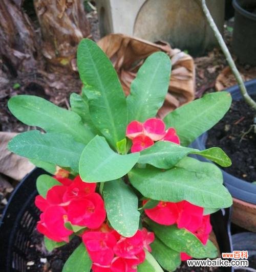 “揭示植物在人类文化中的角色与象征意义” “植物的象征意义与人类文化的交融”