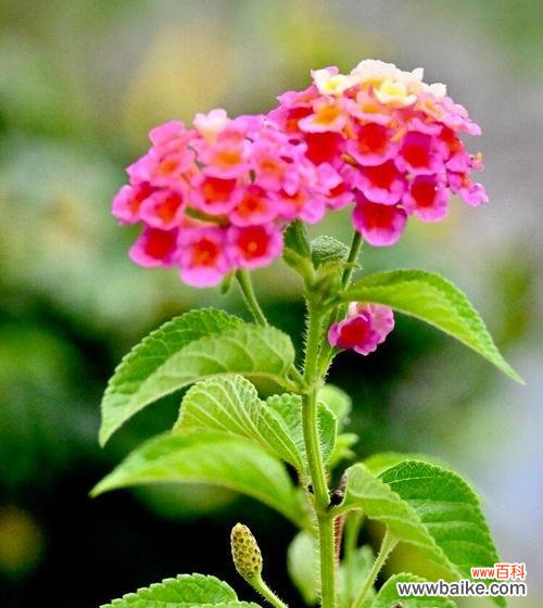 拂去沉闷 朝气蓬勃，盛开如春——以象征着朝气的植物为主题