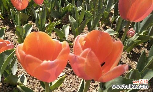 拂去沉闷 朝气蓬勃，盛开如春——以象征着朝气的植物为主题