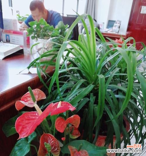 拂去沉闷 朝气蓬勃，盛开如春——以象征着朝气的植物为主题