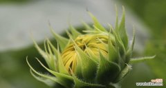 揭示植物中的忠诚符号 象征忠诚的植物世界