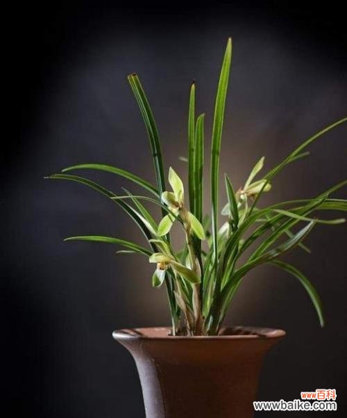 美丽花朵传递着深远寓意 优雅绽放,兰花的花语与风采