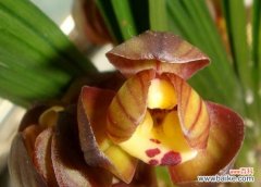 探寻兰花飞肩的起源 兰花飞肩