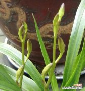 美丽与高尚的兰花 兰花开花的象征意义与寓意