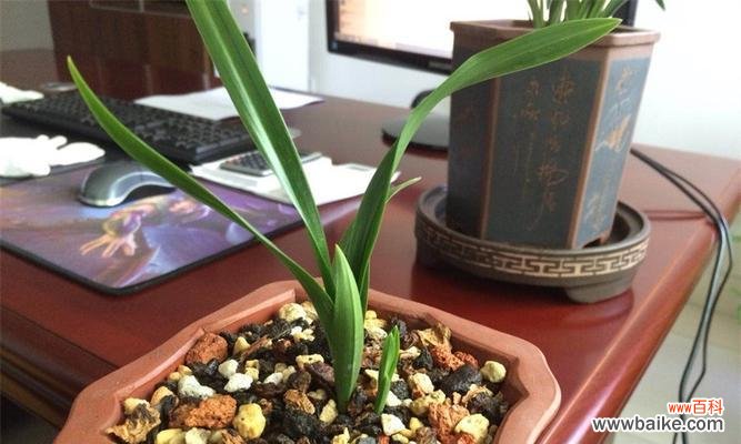 重拾生机的奇妙旅程 兰花复壮，盛放人生