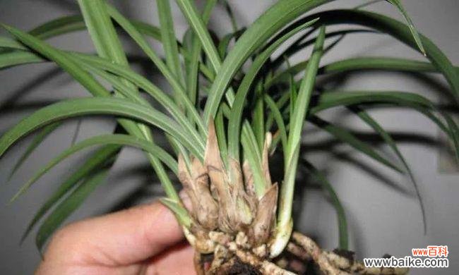 重拾生机的奇妙旅程 兰花复壮，盛放人生